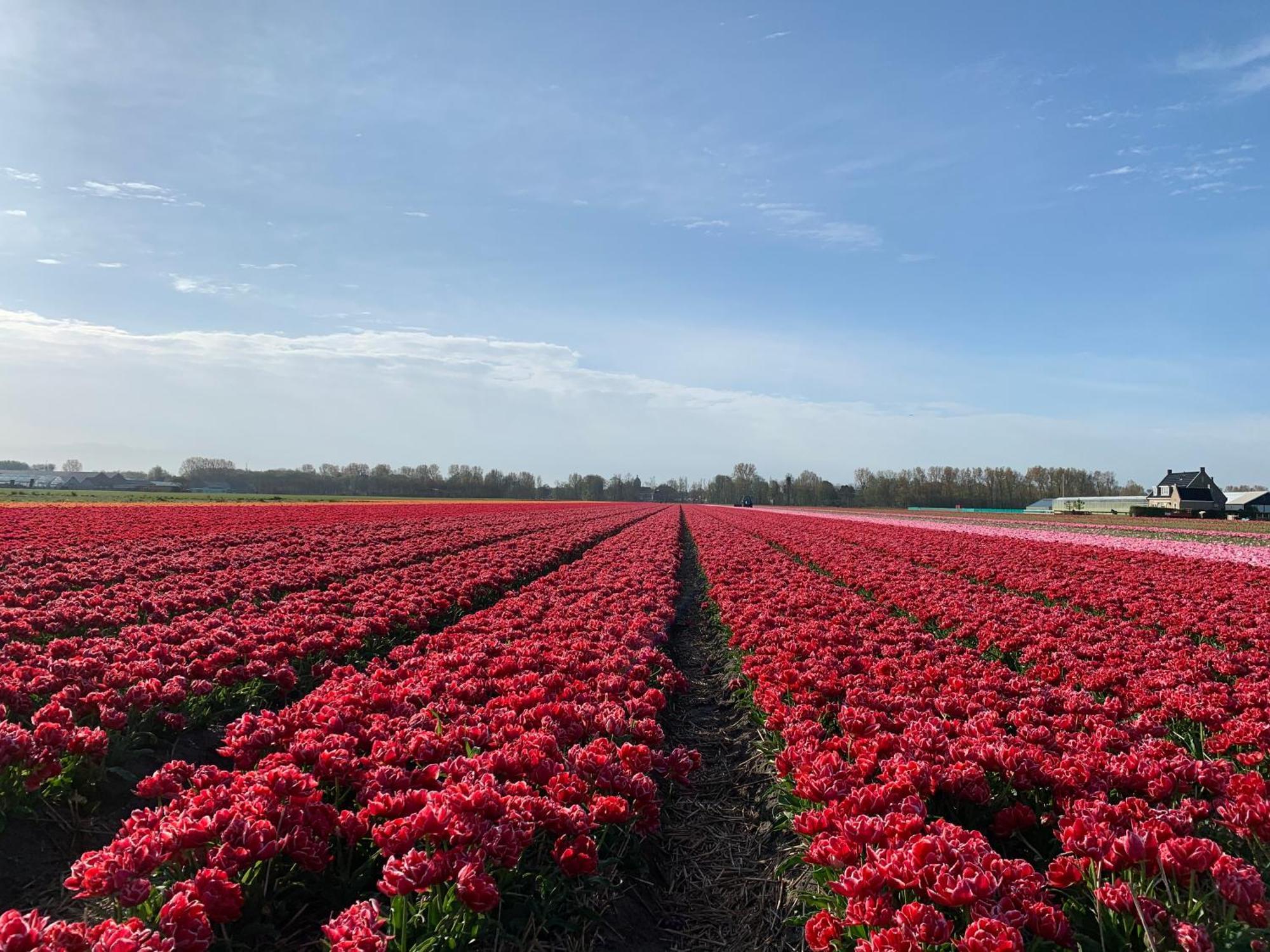 Het Oude Raadhuis Noordwijkerhout Buitenkant foto